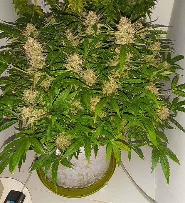 Промывка с «флэшклином» Bruce Banner Auto