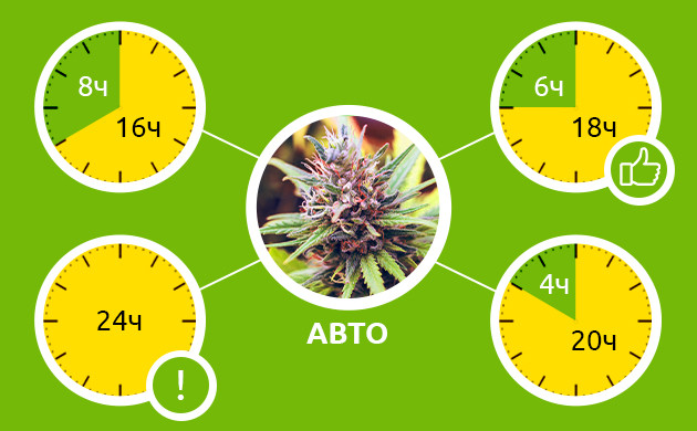 Световой режим для автоцветущей конопли Популярные режимы освещения для автоцветов