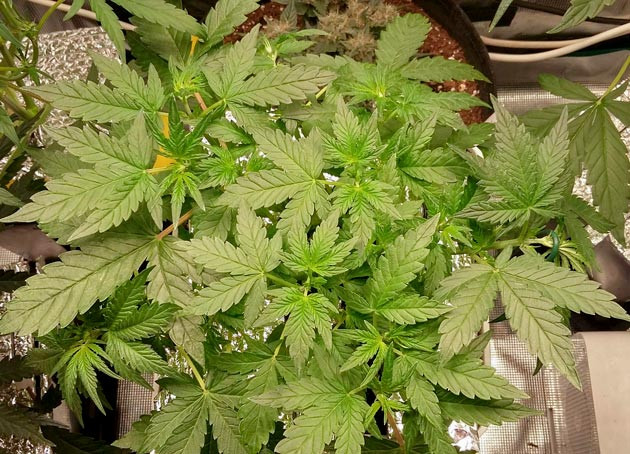 Изменение состава удобрений Куст Critical XXL Auto от Herbies Seeds на 6 неделе