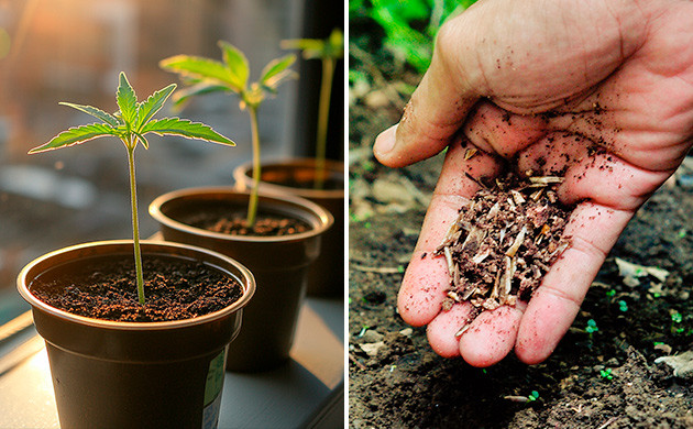 Подготовка земли для сативы Обогащение почвы для сативы
