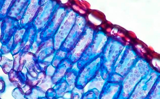 Структура листа розмарина