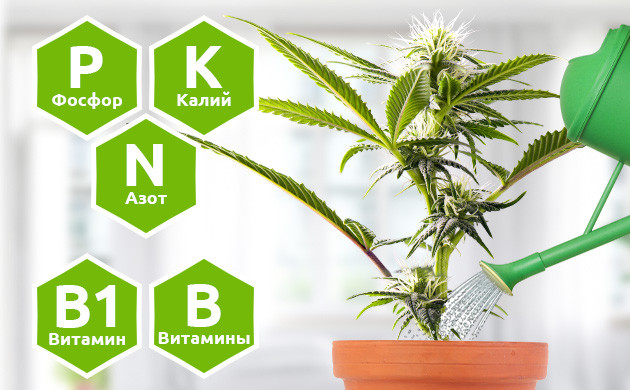 Как ухаживать за каннабисом после обрезки Элементы необходимые конопле для роста