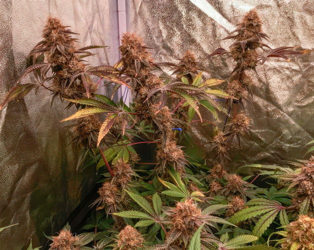 Конопля на 14 неделе роста