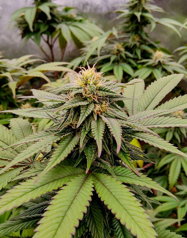 Кусты Biscotti Mintz на 15 неделе выращивания