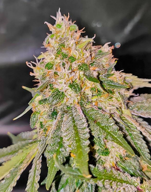 Ожидание харвеста Куст 50 Dragons на последней неделе выращивания