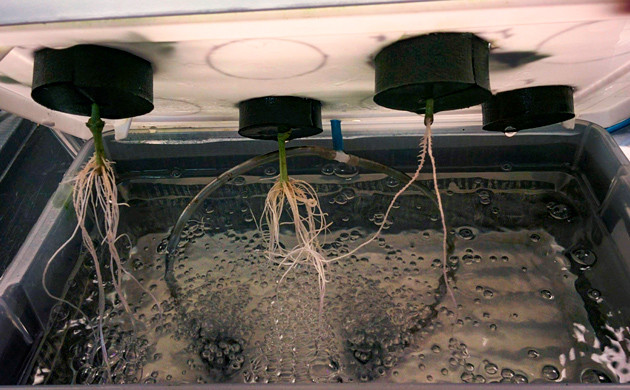 Корни клонов конопли