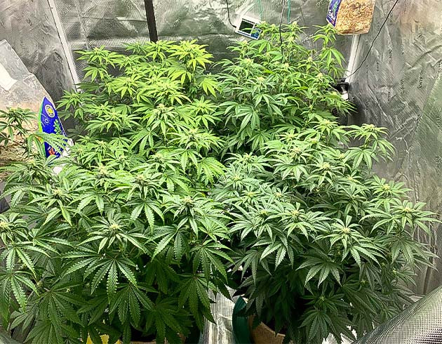 Прирост 10 см за неделю Признаки перекорма у Notorious THC