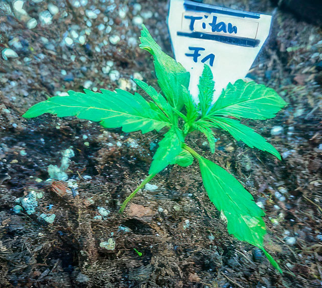 Titan F1 Auto ростом 10 см