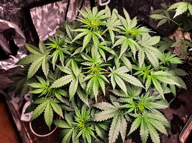 Гроурепорт сорта конопли Tashkenti Auto Куст Tashkenti Auto на 4 неделе выращивания