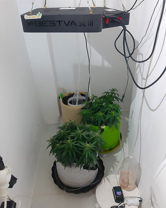 Проращивание Critical Orange Punch Auto: шаг за шагом