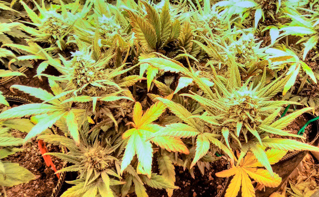 Кусты после избытка УФ света