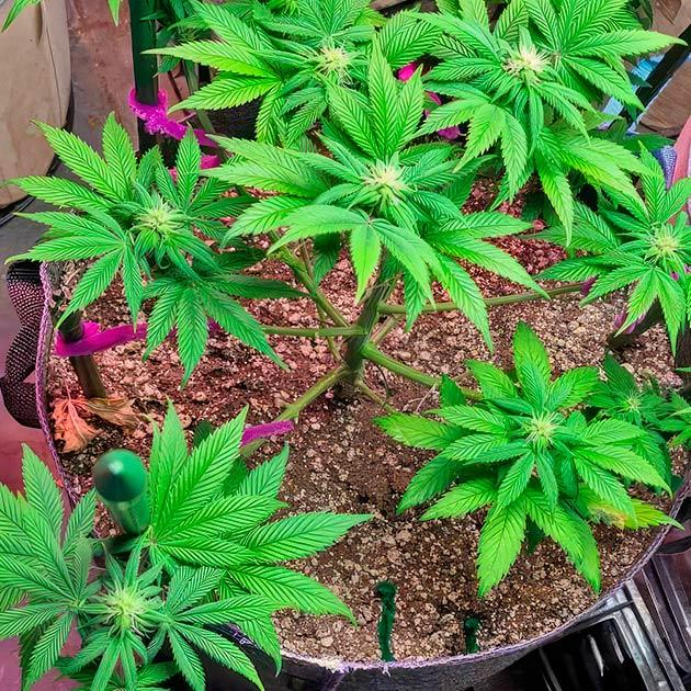 Куст White Wedding RBX от Ethos Genetics на 9 неделе