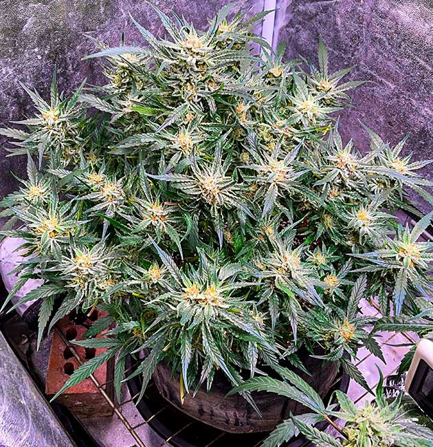 Куст Bruce Banner Auto на цветении