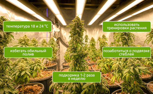 Индика: универсальность в выращивании Стелс-выращивание и индика