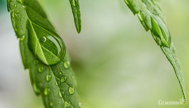 Оптимизация урожайности: дефицит давления пара