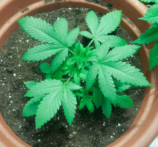 Godzilla Original Glue GG#4 (Godzilla Glue #4) ростом 30 см