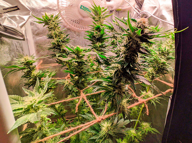 Подкормка сорта Sensi Star на цветении