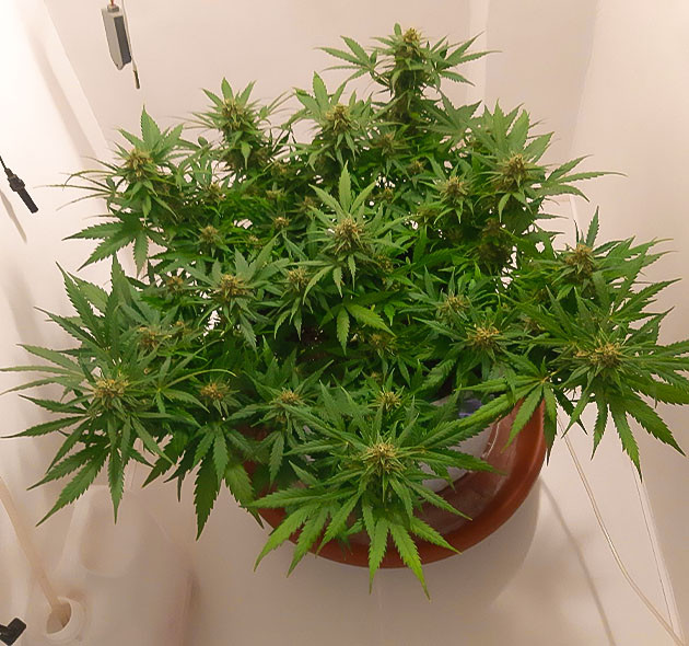 Еженедельное обрызгивание Gorilla Auto от плесени Уменьшение влажности и полив Gorilla Auto