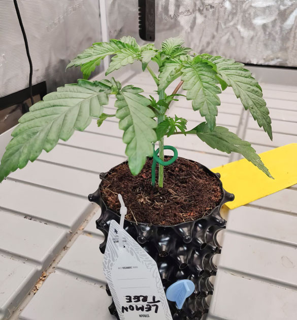 Lemon Tree: подготовка к мейн лайнингу Набираем силы для дальнейшего роста