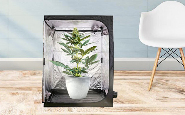 Куст в небольшом гроубоксе