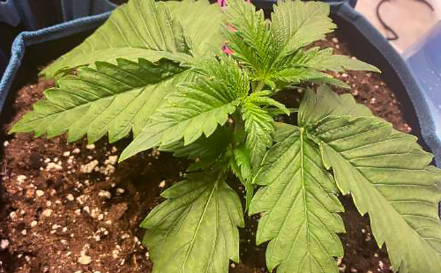 Формирование нескольких пар листьев