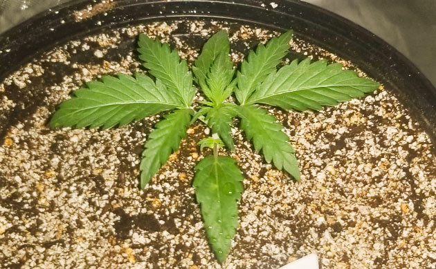 Обработка листьев из пульверизатора Появление третьего этажа листьев конопли