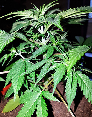 Куст конопли Crime Caramel Auto