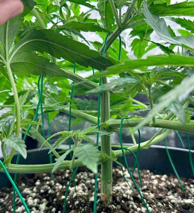 Куст Mimosa Evo на стадии вегетации