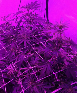 ScrOG сетка