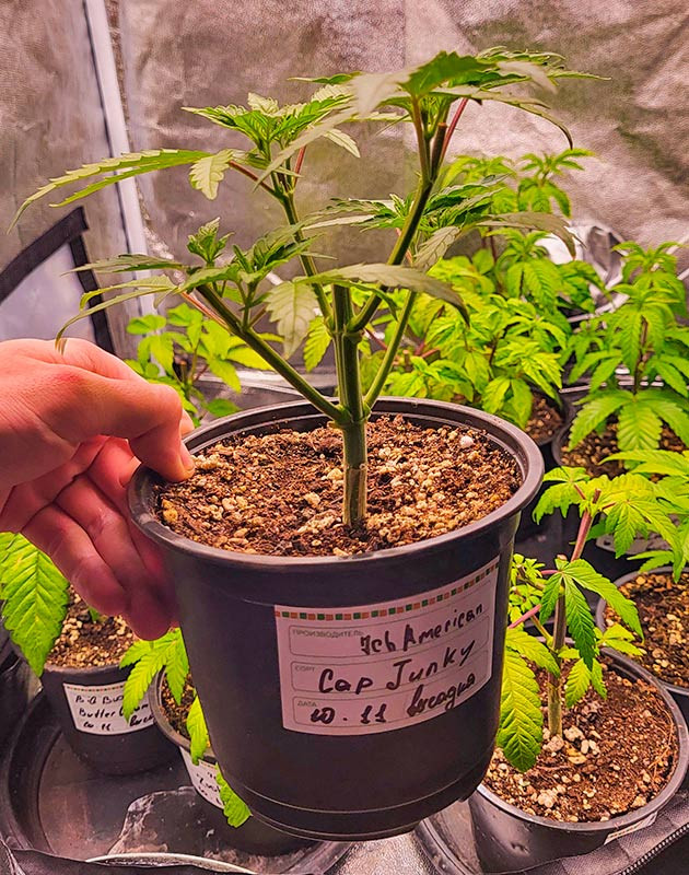 Пересадка марихуаны в большой горшок