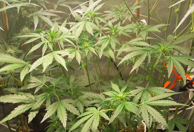 Цветение марихуаны Куст Critical XXL Auto от Herbies Seeds ростом 30 см