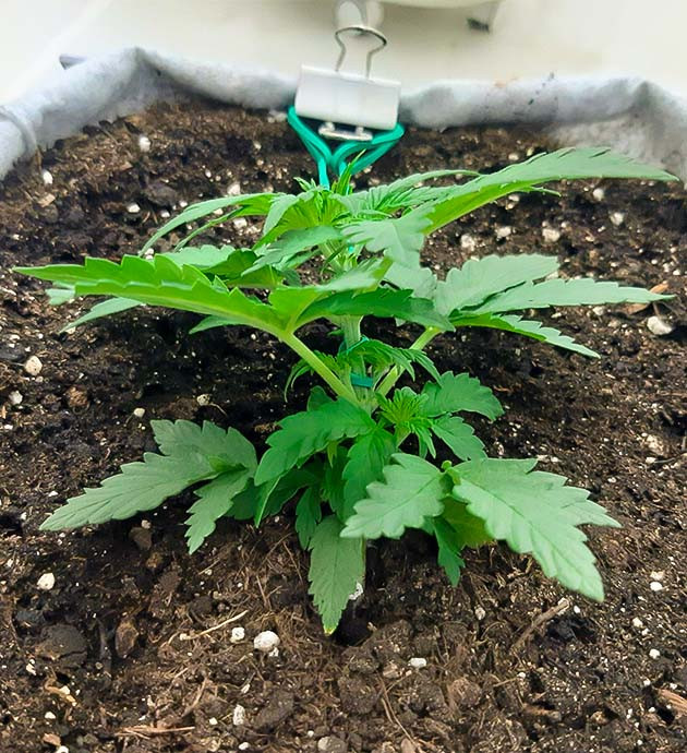 Полив и удобрения для Gorilla Auto Изменение влажности и освещения