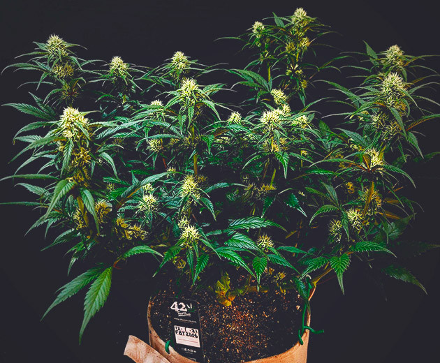 Перевод на цветение куста Gorilla Zkittlez Auto Стимуляция цветения куста Gorilla Zkittlez Auto