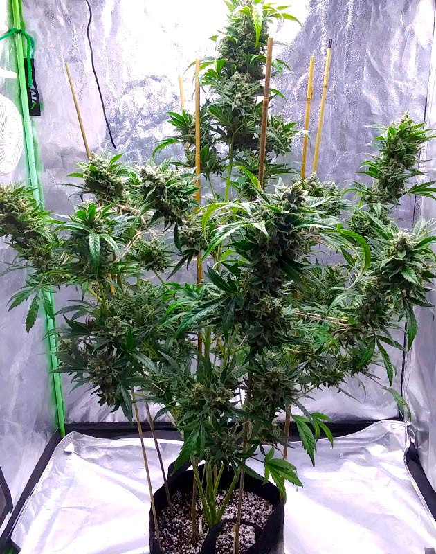 Дополнительная поддержка тяжелых кол конопли Куст конопли с подвязанными массивными ветвями
