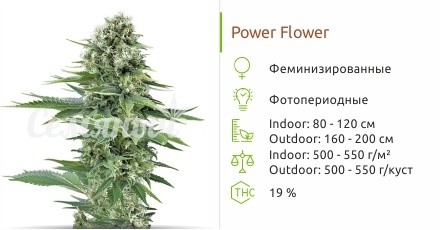 Power Flower fem (Royal Queen Seeds)