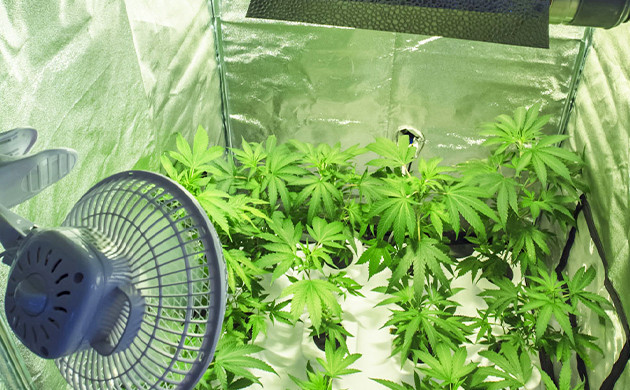 Циркуляция воздуха в гроубоксе Обдув растений вентилятором