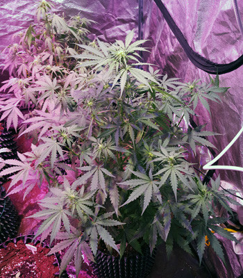 Auto White Widow в гроубоксе