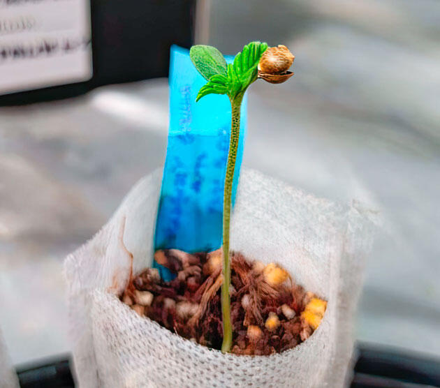 Проращивание семени Проращивание Strawberry Gorilla Auto