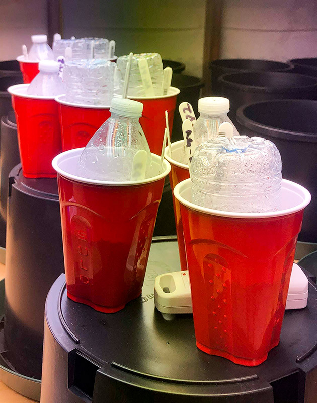 Проращивание семян конопли Gelato Auto