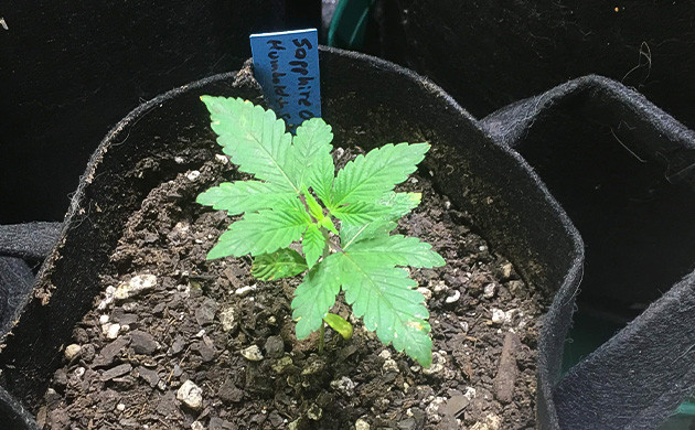 Sapphire OG: от проростка до пересадки Первые недели жизни Sapphire OG