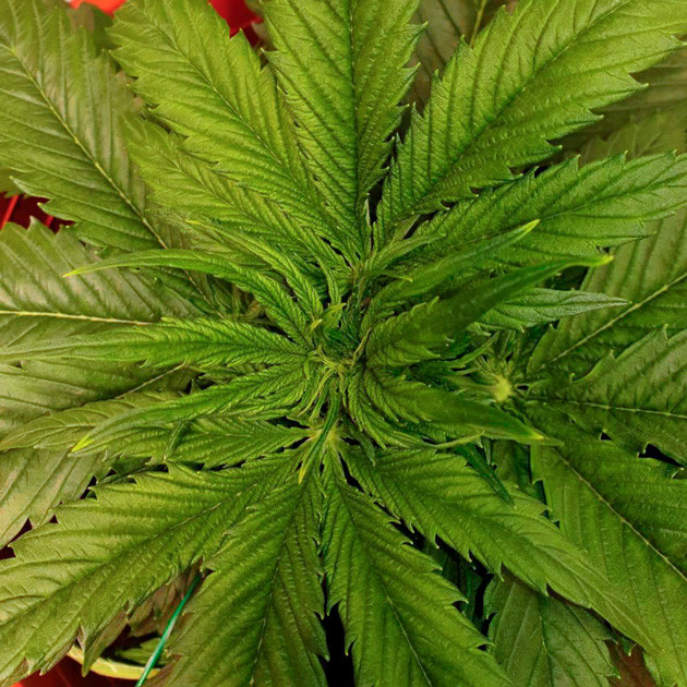 Признаки предцвета