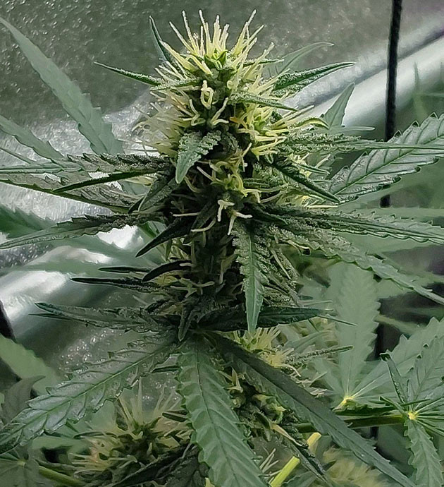 Начало цветения Mimosa Cake Auto