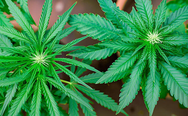 Баланс индики и сативы в Cap Junky Cap Junky — сбалансированный гибрид индики и сативы