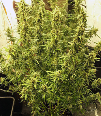 Подготовка куста перед харвестом Куст Auto New York City до харвеста