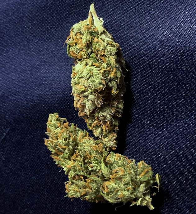 Урожай Green Crack Auto Сухие шишки конопли