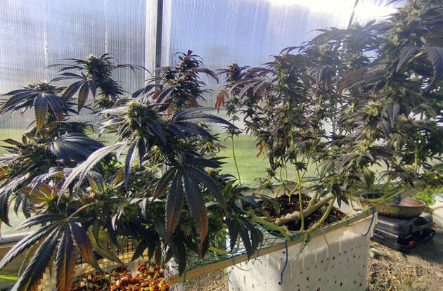 Зрелый куст каннабиса перед харвестом