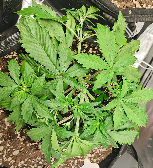 Подгибание ветвей конопли