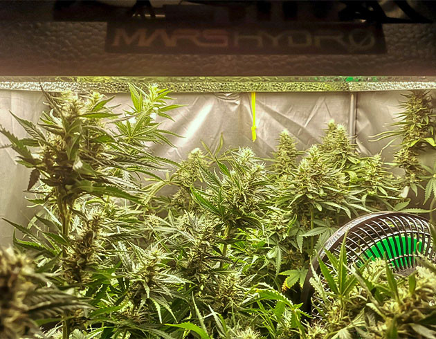 Стимуляция цветения куста Bruce Banner #3 Fast