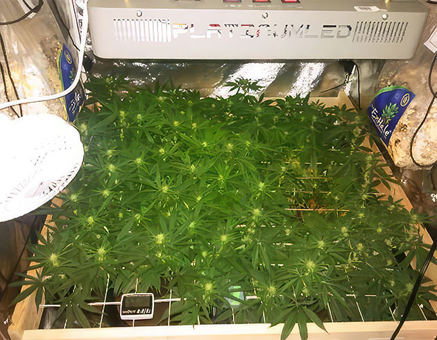 Отпуск и уход за Sapphire OG Sapphire OG: уход на время отпуска