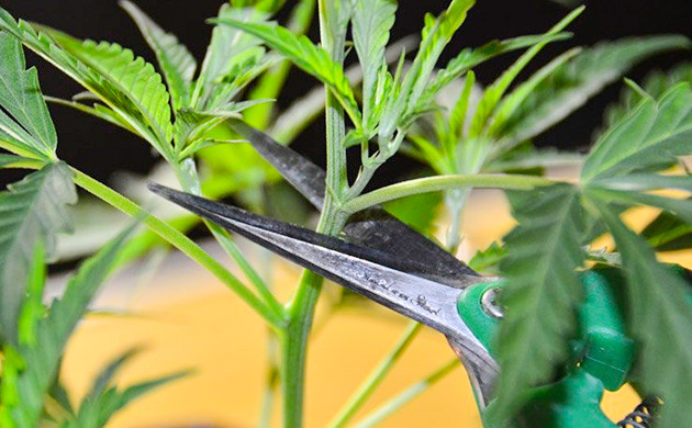 Влияние состояния растения на клонирование